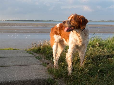 Le tempérament de l'épagneul breton. Épagneul Breton - Hondenrassen Wijzer ️