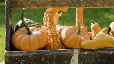 May 06, 2021 · growing zucchini (or courgettes) is incredibly easy, and is the ideal vegetable to encourage kids to grow a garden. Why Does Yellow Squash Rot on the Vine? | Garden Guides