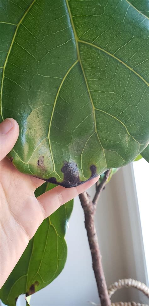 Fiddle leaf fig leaves turning black. Ask a Question forum: Fiddle leaf fig black spots - Garden.org