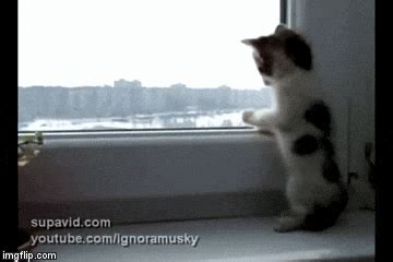 Upload and convert gif to jpg online. Curious Kitten Looking out the Window - Love Meow