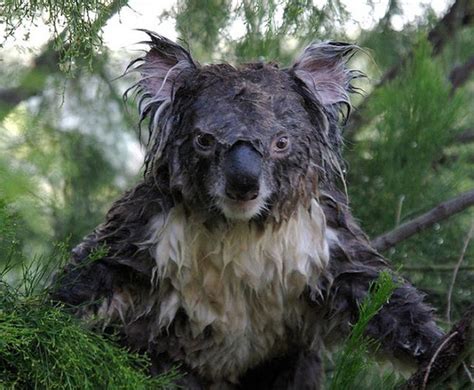 Koalas are no match for dogs and usually more than 80% of koalas die if they suffer from the dog attacks. Have you ever seen a wet koala? (3 pics) | Amazing Creatures