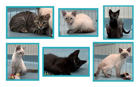 Over 20 breeds available for adoption. Animals | San Diego County News Center
