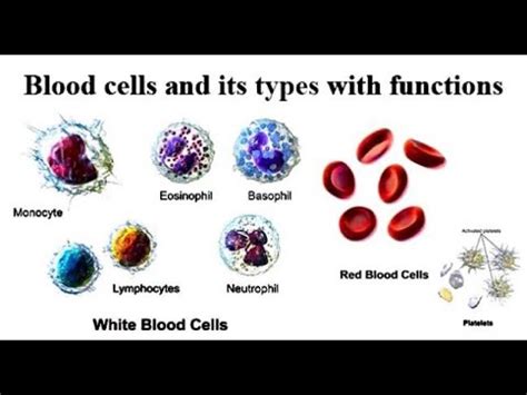 Cell is an important chapter when it comes to biology class 9 as it the basic unit of life and form the basis of biology as well. blood cells ll 9th class ll biology - YouTube