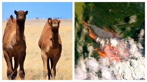 His last drink had been weeks ago. In A Devastating Decision, Australia To Kill Over 10,000 ...