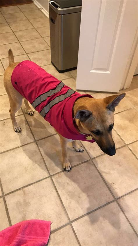 The strong and noble german shepherd dog has a firm and lasting hold on the public's heart thanks to confidence, intelligence, loyalty, and courage. Just a 2 year old German Shepard in her rain coat ...