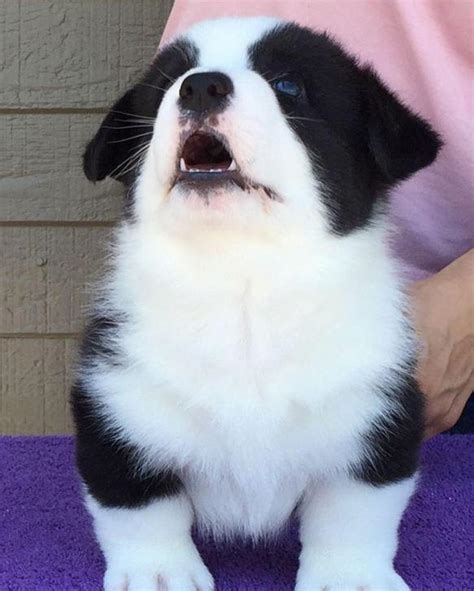 We consider our corgis all 'winners' whether in the show ring or on the 'home circuit'…. cardigan welsh corgi puppies in Dunkirk, New York ...