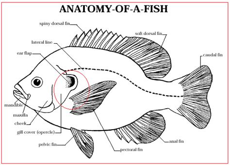 Pada hiu umumnya organ pineal kurang berkembang dengan baik pada kelas cyclostomes begitu juga dengan ikan bertulang sejati. Modul IPA Kelas 5 SD: Alat Pernafasan Pada Hewan (Materi ...