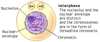 At interphase consult, we specialise in successfully delivering medical and commercial strategy consulting services for pharma, biotech and medical devices clients. Interphase, Mitosis, and Cytokinesis of a Red Blood Cell ...