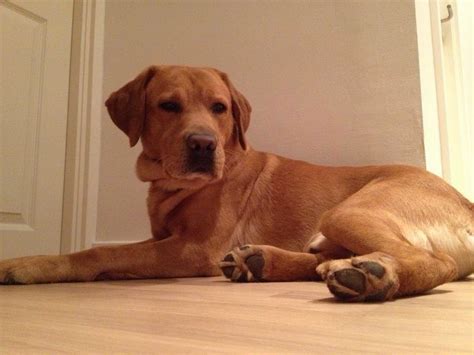 For all types of stoneworks, including residential and commercial. Labrador Retriever Formel 1