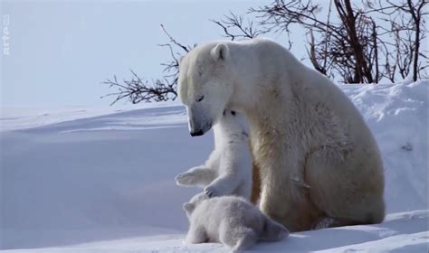 Il a ajouté une image d'ours polaire sur une image de plage. Video Ours Polaire Agonisant - Pewter