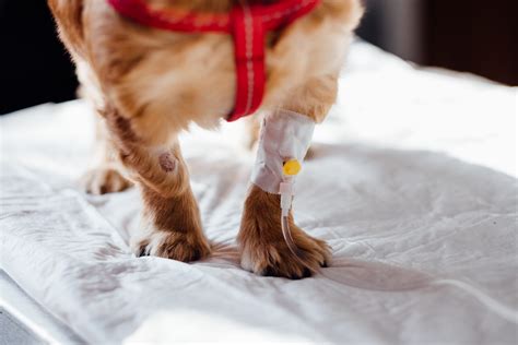 Healthy Paws Reviews [Honest Opinion] - Pioneer German ...