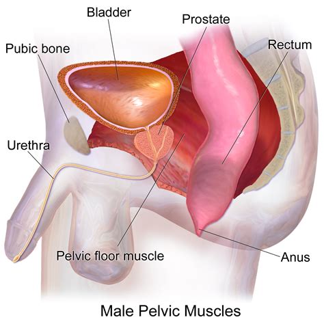 See more ideas about pelvic floor, pelvic floor muscles, anatomy. File:Pelvic Muscles (Male Side).png - Wikimedia Commons
