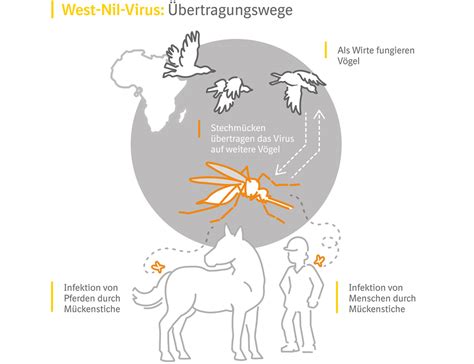 Jun 15, 2021 · im schnitt sind hierzulande etwa 1,2 prozent der hunde mit dem peitschenwurm trichuris vulpis befallen.in manchen europäischen hundezuchten sind es allerdings bis zu 30 prozent der hunde. West-Nil-Virus durch Mückenstich - Experten raten zur ...