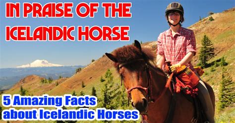 There is no such thing as failure in this race! Icelandic Horses? - TrailMeister