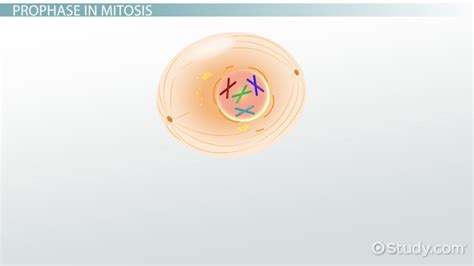 This section explains how gametes form in the process of meiosis. What are the main results of meiosis? - proquestyamaha.web ...