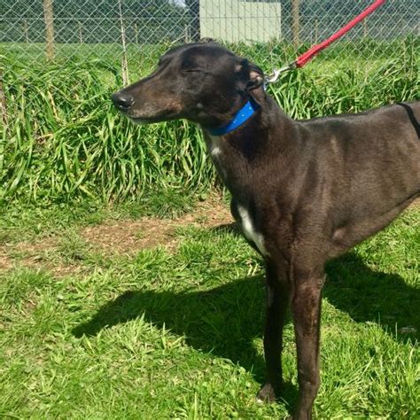 Possessing a graceful, athletic body, a greyhound at top speed is breathtaking. Dog - Details | Greyhounds as Pets