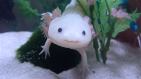 You'll need a pen or pencil and something to c. axolotl on Tumblr