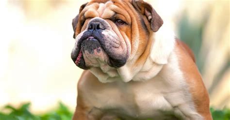 Be the first to answer! Engelse buldog | Dier&Recht