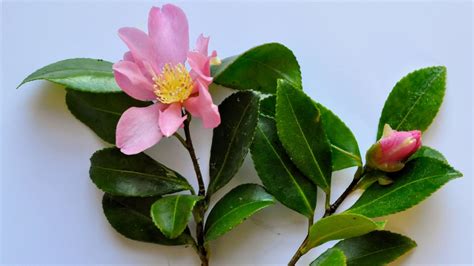 See full list on hgic.clemson.edu Camellia Sasanqua Leaf
