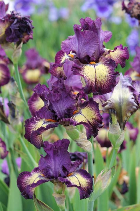 Out in the dark creates an atmospheric sense of tension that soaks into every scene, but what's slightly lacking here are surprises. Photo of the bloom of Tall Bearded Iris (Iris 'Out of the ...