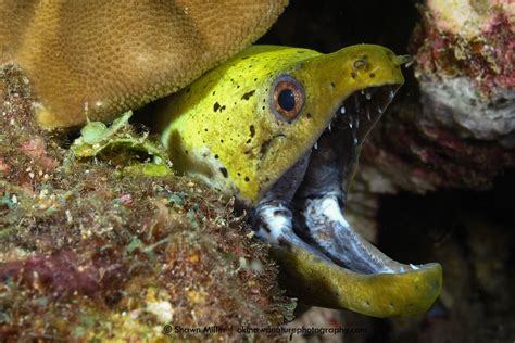 Moray eel bite a fisherman at jupiter inlet fishing point fl. fimbriated moray eel | Tumblr