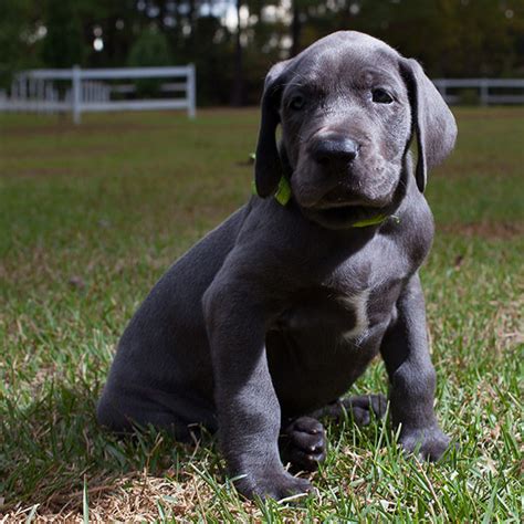 We will surely be able to fulfill your request for the great dane adoption. Breeders With Great Dane Puppies For Sale In Texas