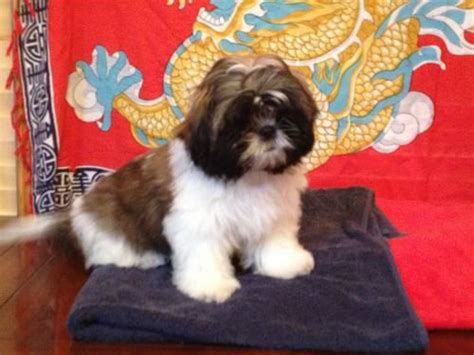 And nothing beats a shih tzu for a lovable personality!!! Shih Tzu AKC Puppies For Sale Champion Bloodlines for Sale ...