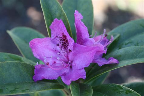 Search for a specific plant or plant type you are wishing to add to your beautiful outdoor collection. Rhododendron Anah Kruschke - Kilmarnock Nurseries