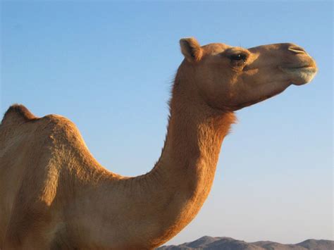 Camels can travel great distances across hot, dry deserts with little food or water. Animal Zoo Life: |Camel|Camel foot|Camel camel|Pictures of ...