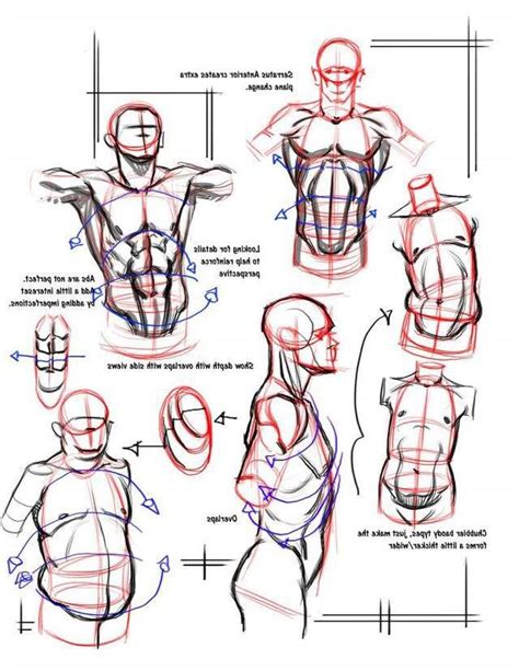 Hundreds of drawings illustrate both the underlying structure and the exterior of the face, torso, arms, legs, hands, and feet. Male Anatomy-Drawing Tutorial | Wiki | Art Amino