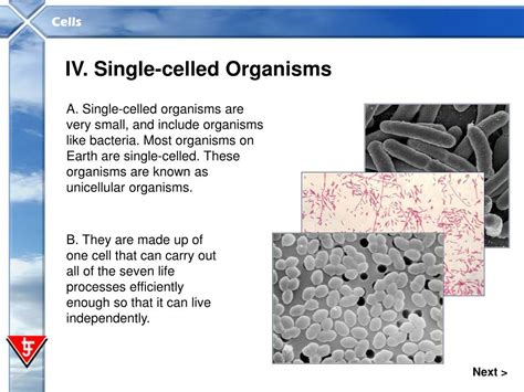 If you think about it, most animal cells are inside an organism that has either an exoskeleton or an endoskeleton, built. PPT - In this presentation you will: explore differences ...