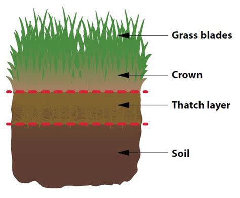 Unfortunately most homeowners don't bother fertilizing because they and complicating the issue is that if lawn fertilizer isn't applied correctly, it can actually do more harm than good. How to care for your lawn