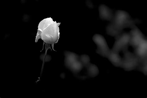 Fiori in bianco e nero foto & immagine di theartist95 ᐅ vedi e commenta gratuitamente la foto su fotocommunity. Sfondi : parco, fiori, inverno, bianco e nero, bw, bianca ...