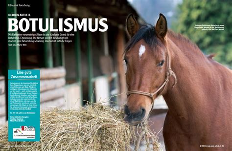 Pferde bekommen botulismus durch verschlucken der bakterien oder infizierten wunden. Medizin-Serie Teil 20: Botulismus - Mein Pferd - Mein Freund