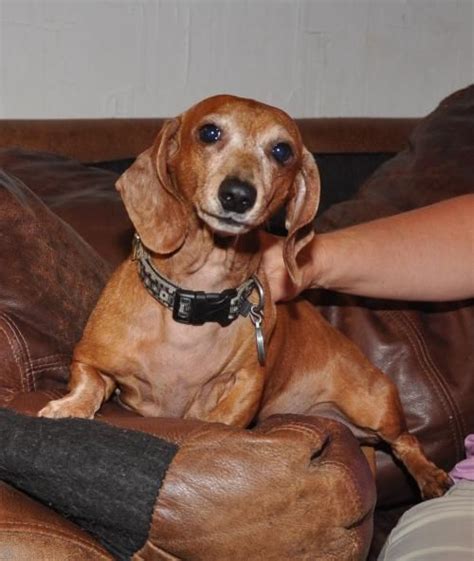 Texas comptroller of public accounts. Dachshund dog for Adoption in Dallas, TX. ADN-31421 on ...