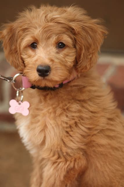 Dad is a white golden ret. Goldendoodle Puppies For Sale Near Me