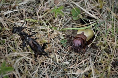 Deux filles de 13 et 7 ans sont assises toutes nues dans l'eau, sur la plage de locmaria pendant que deux petits jouent dans l'eau. Madame est nue!!!