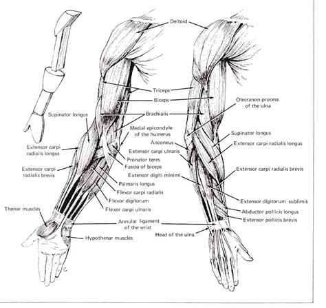 Muscles of arm diagram, download this wallpaper for free in hd resolution. CSE490CA Spr2000 Reference materials