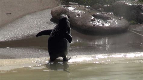 The toronto zoo penguins help draw attention to this imperilled species. 2012 Endangered African Penguins. New Home at the Toronto ...