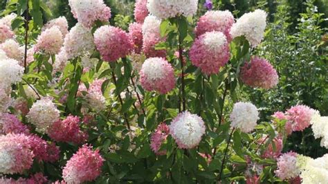 In severe, cold winter weather they should be covered. New Hampshire Researchers Studying Cold-Hardy Hydrangeas ...