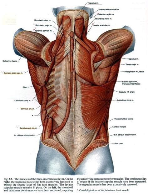 Find the perfect back muscles anatomy stock photo. Muscle dos | 인체 근육, 인간 해부학, 아나토미