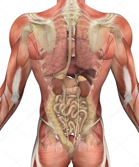 7 ways internal organs can cause lower back pain. Anatomy Of Internal Organs Female - Anatomy De The Corpo Organs Female Human Organ Anatomy Back ...