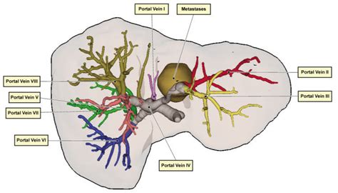 Ib biology unit 19b the liver flashcards quizlet. Virtual 3D model of a liver surface with annotation labels ...