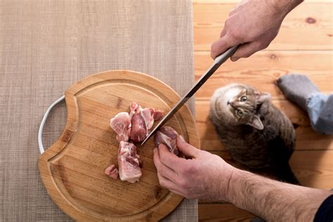 Pork is perfectly fine for a cat to eat. Can Cats Eat Pork? What You Need to Know! - ExcitedCats