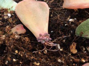 Rooting christmas cactus cuttings in water is relatively easy. Propagating Succulents - Fairfax Gardening