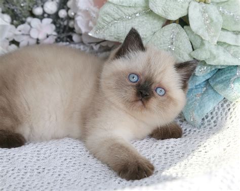I include prices, health concerns, grooming, and goals. Seal Point Exotic Shorthair Himalayan Kitten For SaleUltra ...
