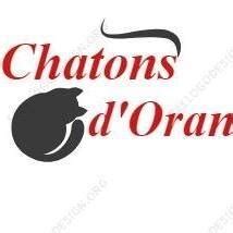 Tkhayl tkoun takoul yti7ou 3lik t ex. Au Bonheur Des 4 Pattes -Oran - chaton bovary | Facebook