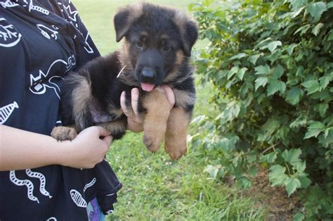 Improving upon the german shepherd breed with each generation. German Shepherd Puppies For Sale | Houston, TX #227099