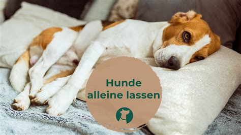 Dies ist aber eher die ausnahme. Hunde alleine lassen? - YouTube