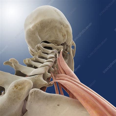 .(head & neck muscles), using interactive animations, diagrams, and labeled illustrations to demonstrate the action, innervation and insertions of these muscles. Neck muscles, artwork | Body anatomy, Body diagram, Muscle anatomy